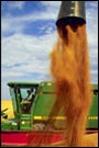 Grain harvest