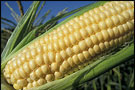 An Ear of Corn