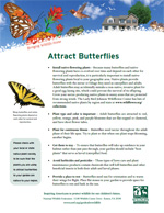 Attract butterflies