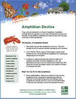 Amphibian decline