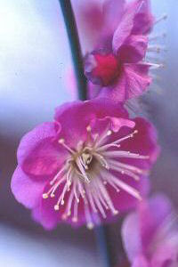 Prunus mumeflower