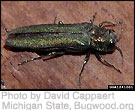 Close up of an emerald ash borer. Click to enlarge.