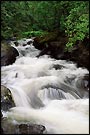 Whitewater rushes over river rocks through an old growth forest