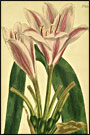 Drawing of a long-leaved amaryllis from the Curtis Botanical Magazine, 1803