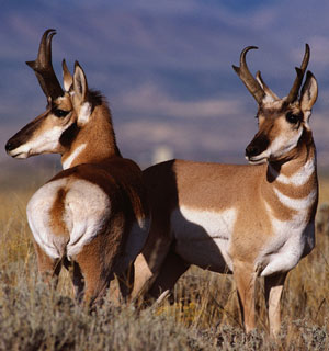 American Pronghorn