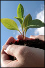 A small seedling held in two hands