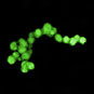 Pollution-breathing microbes, Dehalobium chlorocoercia