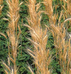 wheat/clover mix