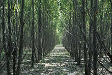 [photo:] Plantation of healthy hybrid poplar trees.