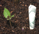 twenty dollar bill in soil beside small plant