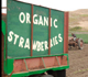 green "Organic Strawberries" for sale sign