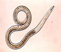 Soil Nematode