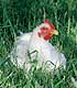 Chicken in grass