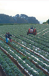 tractor in field of strawberries