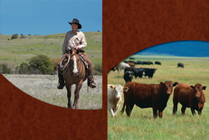 rancher and cattle out on the range