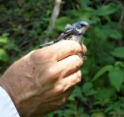 Cerulean Warbler being held in a hand