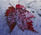 Leaf in Snow