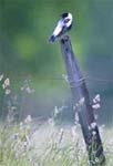 bobolink  (URI News Bureau Photo by Michael Salerno Photography)