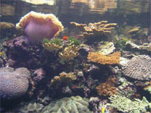 Photo of coral reef.