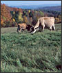 Photo of cows grazing on pasture land.