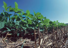 Photo of soybeans planted in residue of wheat crop.