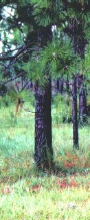 Pine tree and the ground below it