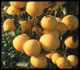 Image of oranges on a branch.