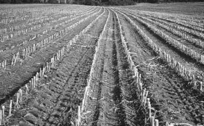 figure 5.3a  soil surface after harvest of corn silage