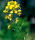 White mustard flowers. Link to story.