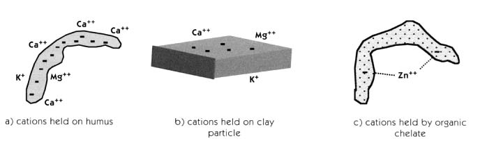 figure 4.3  cations held on organic matter and clay