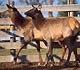 Elk in a pen