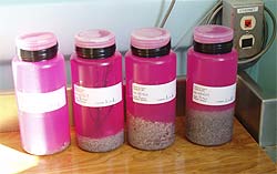 four specimen jars with pink water and sediment in bottom