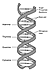 DNA helix