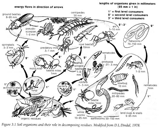 figure 3.1  soil organisms and their role in decomposing residues