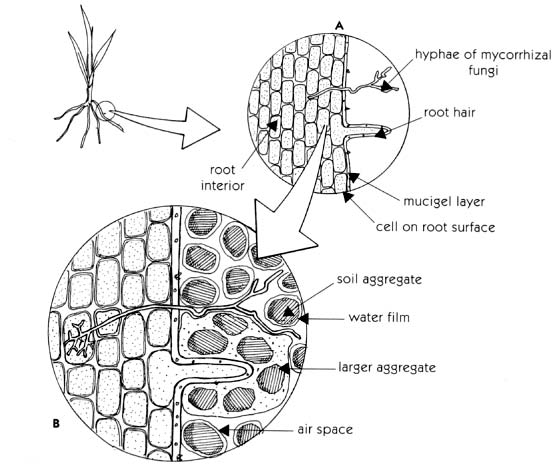 figure 3.3  close-up view of a plant root