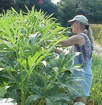 Diane Schumacher harvesting okra.