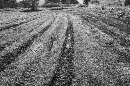 figure 6.8 deep tire ruts in a hay field after liquid manure was applied