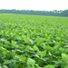 Field of soybeans