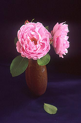 The Sarah van Fleet rose: Click here for full photo caption.