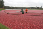 cranberry harvest in Maine (NRCS photo by Diane Baedeker Petit -- click to enlarge)