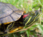 red eared turtle