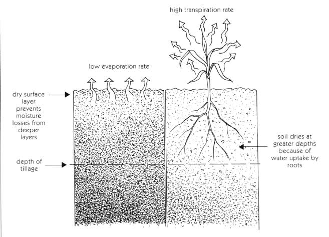 figure 14.2 cover crops enhance the drying of a clay soil