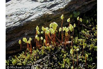 Photo of Pohlia obtusifolia (Brid.) L.F. Koch