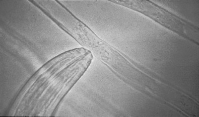 Figure 2.1 Image of a nematode feeding on a fungus