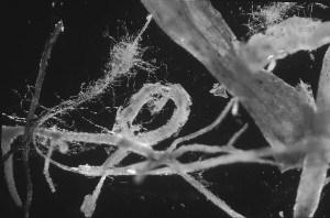 figure 2.2 Image of partially decomposed fresh residues removed from soil