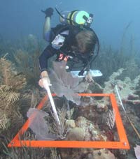 image of diver examining coral underwater