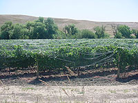 Netting to prevent grape loss due to birds