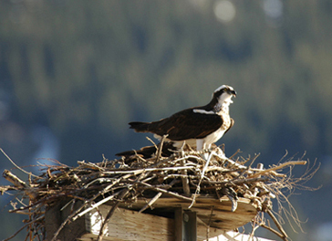 Lafarge Exshaw osprey pair in nest