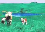 cows grazing