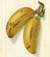 Banana from the USDA Pomological Watercolor Collection. Special Collections of the National Agricultural Library.